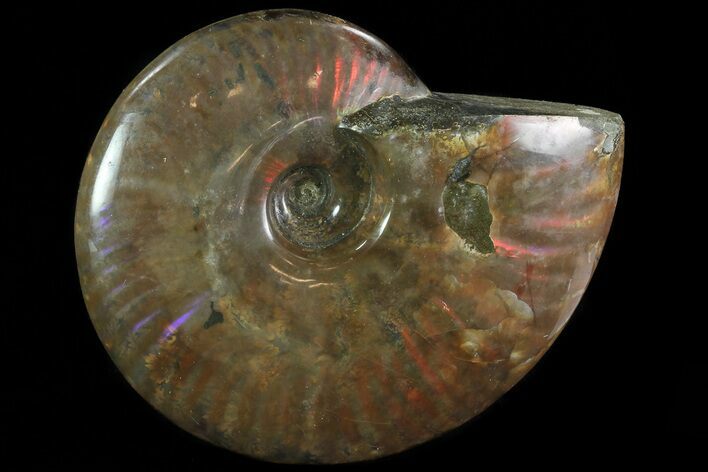 Flashy Red Iridescent Ammonite - Wide #81856